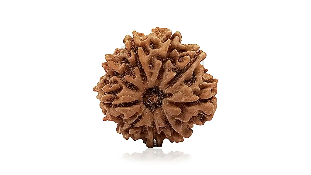 9 Mukhi Rudraksha